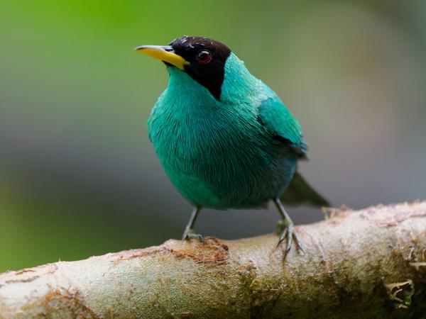 <h3><a href="/trips/costa-rica/biota/animalia/chordata/aves/040 passeriformes/127 thraupidae/chlorophanes spiza/chlorophanes spiza-nl.html">Chlorophanes&nbsp;spiza</a> / Green&nbsp;honeycreeper / Groene&nbsp;suikervogel</h3>OM-1 Mark II met OLYMPUS M.150-400mm F4.5, 1/500 sec  bij F4.5, ISO 10000, afstand 2.71&nbsp;m